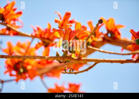 Nahaufnahme der orangen Baumbaumblüte, die auf einem Ast blüht Stockfoto