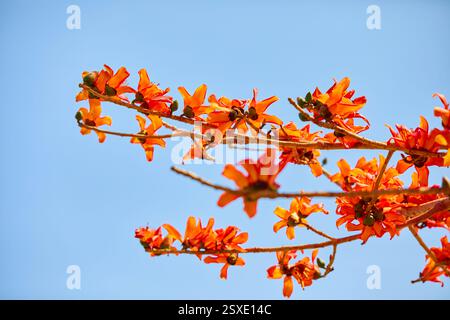 Nahaufnahme der orangen Baumbaumblüte, die auf einem Ast blüht Stockfoto