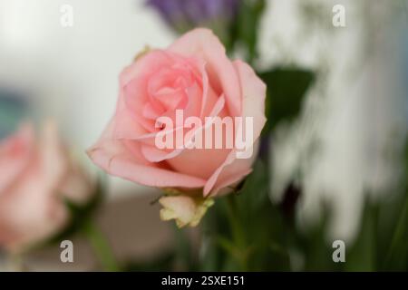 Nahaufnahme einer rosa Rose in einer Vase zu Hause Stockfoto