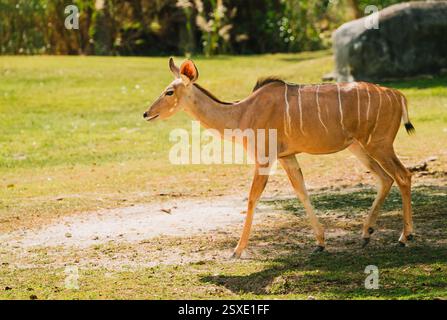 antilopen auf dem Feld Fauna Florida Stockfoto