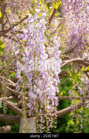 Nahaufnahme blühender Glyzinien im Frühjahr. Üppiger Zweig. Lila rosa Blumen hängen am Zweig. floraler Hintergrund des botanischen Parks an einem sonnigen Tag Stockfoto
