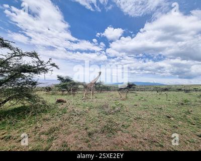 Eine majestätische Giraffe steht anmutig in der Natur unter einem atemberaubenden, dramatischen Himmel Serengeti Tansania Afrika Stockfoto