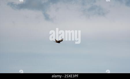 Ein majestätischer Vogel schwingt im Flug durch den Himmel gegen einen weichen und bewölkten Horizont Ngorongoro Tansania Afrika Stockfoto