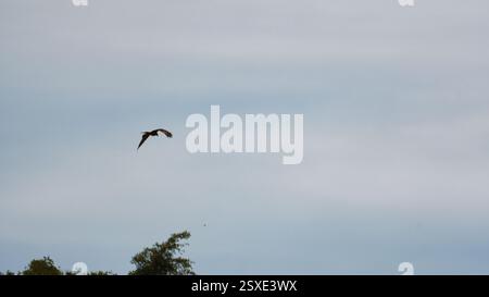 Ein prächtiger Vogel schwingt anmutig durch den ruhigen und ruhigen Himmel und erkundet die Natur Ngorongoro Tansania Afrika Stockfoto