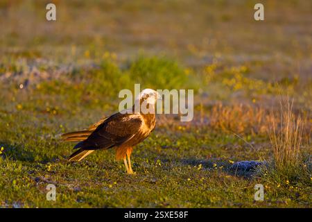Marsh harrier Circus aeruginosus, erwachsenes Weibchen, stehend auf Grasland, Toledo, Spanien, Februar Stockfoto