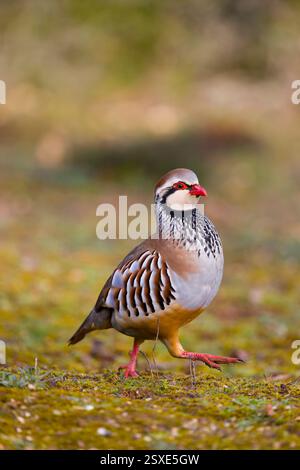 Rothühner Alectoris rufa, Erwachsener auf kurzem Gras, Toledo, Spanien, Februar Stockfoto