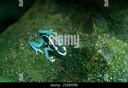 Graubeiner Färberfrosch (Dendrobates tinctorius graubeiner). Lebensraum: Surinam, Französisch-Guyana, Brasilien - Färben von Dartfrosch Stockfoto