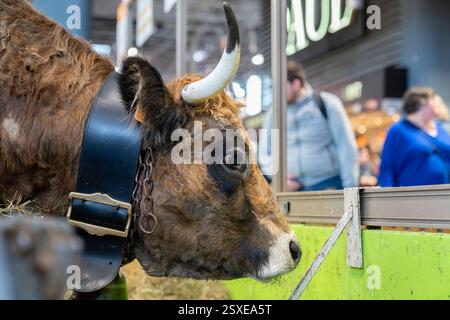 Paris, Frankreich. Februar 2025. Kuh während der 61. Internationalen Landwirtschaftsmesse (Salon de l'Agriculture) im Messezentrum Porte de Versailles in Paris, am 23. Februar 2025. Foto: Gaelle Abrard/ABACAPRESS. COM Credit: Abaca Press/Alamy Live News Stockfoto