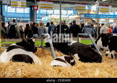Paris, Frankreich. Februar 2025. Kühe während der 61. Internationalen Landwirtschaftsmesse (Salon de l'Agriculture) im Messezentrum Porte de Versailles in Paris, am 23. Februar 2025. Foto: Gaelle Abrard/ABACAPRESS. COM Credit: Abaca Press/Alamy Live News Stockfoto