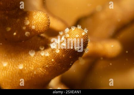 Ein Nahbild einer wunderschönen orangen Koralle. Acropora ist eine Gattung der kleinen Polypen Steinkorallen im Stamm Cnidaria Stockfoto