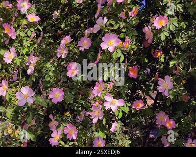 Blühender Hagebuttenstrauch. Viele blühende rosa Hüften an Zweigen mit grünen Blättern an einem sonnigen Sommertag. Stockfoto