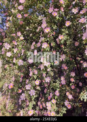Blühender Hagebuttenstrauch. Viele blühende rosa Hüften an Zweigen mit grünen Blättern an einem sonnigen Sommertag. Stockfoto