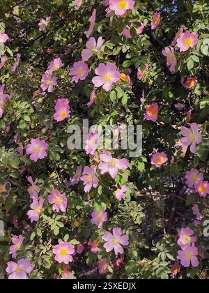 Blühender Hagebuttenstrauch. Viele blühende rosa Hüften an Zweigen mit grünen Blättern an einem sonnigen Sommertag. Stockfoto
