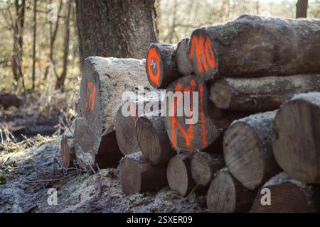 Nahaufnahme der Baumstämme stapeln sich. Gesägte und markierte Bäume aus dem Wald Stockfoto