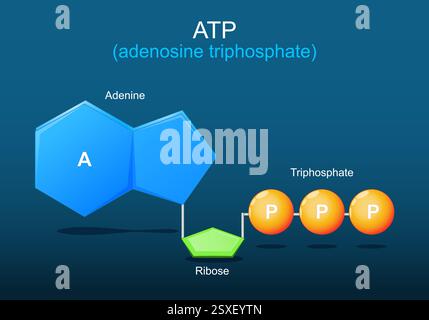 ATP-Molekül. Molekularchemische Strukturformel und Modell des Adenosintriphosphats. Kugelmodell von ATP. Zelluläre Energie. Teil von Krebs c Stock Vektor