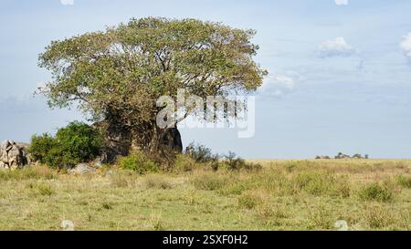 Bewundern Sie den majestätischen Akazienbaum, der anmutig in der riesigen afrikanischen Savannenlandschaft Serengeti Tansania Afrika thront Stockfoto