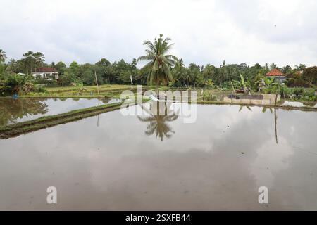 Kajeng Rice Field, Ubud, Bali, Indonesien Stockfoto