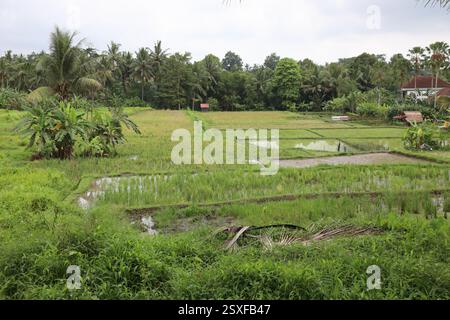 Kajeng Rice Field, Ubud, Bali, Indonesien Stockfoto