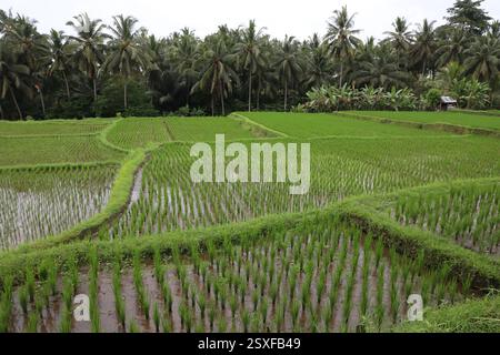 Kajeng Rice Field, Ubud, Bali, Indonesien Stockfoto