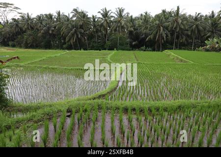 Kajeng Rice Field, Ubud, Bali, Indonesien Stockfoto