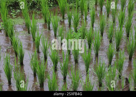 Kajeng Rice Field, Ubud, Bali, Indonesien Stockfoto