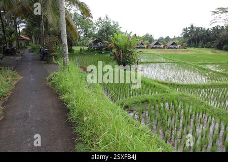 Kajeng Rice Field, Ubud, Bali, Indonesien Stockfoto