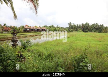 Kajeng Rice Field, Ubud, Bali, Indonesien Stockfoto