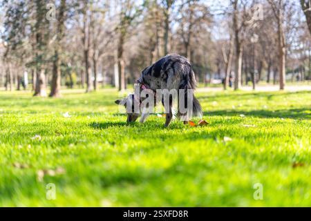 Hund spielt auf dem Gras im Park. Der Hund ist eine Border Collie Rasse Stockfoto