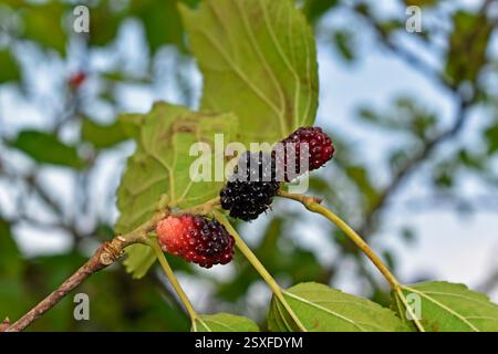 Brombeeren am Baum in Teresopolis, Rio de Janeiro, Brasilien Stockfoto
