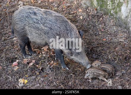 Eine Mutter Wildschwein (Sus scrofa), die mit ihren beiden jungen Ferkeln in einer Waldumgebung interagiert. Die Ferkel, die sich durch ihre charakteristische Str Stockfoto