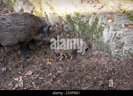 Eine Mutter Wildschwein (Sus scrofa), die mit ihren drei jungen Ferkeln in einer Waldumgebung interagiert. Das ältere Eber interagiert mit seiner Mutter. Stockfoto