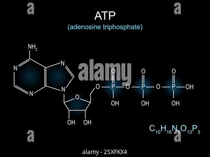 ATP-Molekül. Molekularchemische Strukturformel und Modell des Adenosintriphosphats. Skelettformel von ATP auf dunklem Hintergrund. Krebszyklus. Zelle Stock Vektor