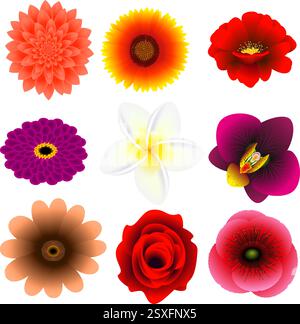 Blumenset isoliert auf weißem Hintergrund. Stock Vektor