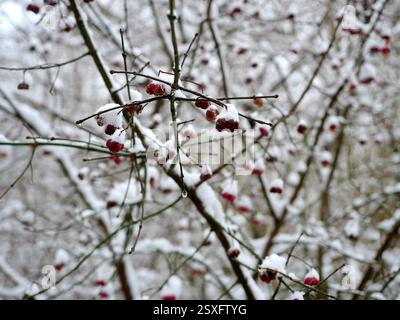 Ein blattloser Sträucher mit roten Beeren im Winternebel zeigt eine ruhige, frostige Szene, die den winterlichen Charme und die ruhige Schönheit der Natur widerspiegelt. Stockfoto