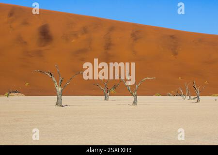 Die gruseligen toten Bäume von Dooievlei, vor den hohen roten Dünen der Sossusvlei-Region des ausgedehnten Namib-Sandmeers. Stockfoto