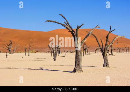 Die gruseligen toten Bäume von Dooievlei, mit den hohen roten Dünen des Namib-Sandmeers, die am frühen Morgen im Hintergrund aufsteigen Stockfoto
