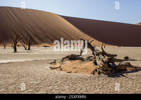 Einer der alten toten Kameldornbäume in Dooievlei, der mit den hohen rötlichen Dünen der Namib-Wüste im Hintergrund gefallen ist. Stockfoto