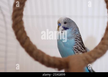 Porträt eines blauen Sittichs zu Hause in einem Käfig. Sie ist so süß Stockfoto