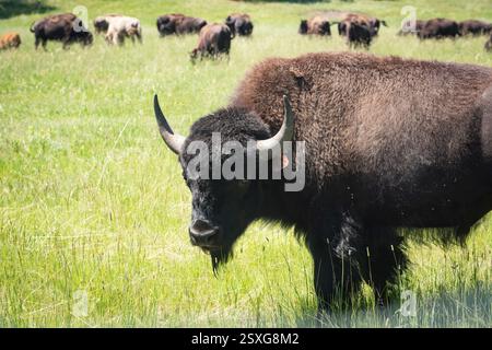 Eine Nahaufnahme eines amerikanischen Bisons in der Nähe des Custer State Park, South Dakota, mit einer Herde, die im Hintergrund weidet, umgeben von einer lebhaften Graswiese, Stockfoto
