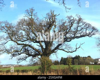 Eiche im winter Stockfoto