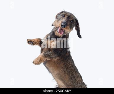 Porträt eines niedlichen Dachshunds mit Drahthaar, der auf seinen Hinterbeinen steht und in die Kamera blickt Stockfoto