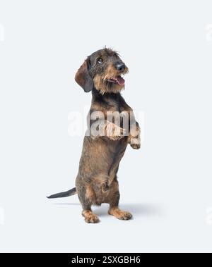 Porträt eines drahthaarigen Dachshund-Hundes, der auf seinen Hinterbeinen steht, Hunderassen, isoliert auf weißem Hintergrund Stockfoto