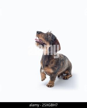 Porträt eines drähtigen Dachshund-Hundes, der nach oben blickt, leerer Kopierraum Stockfoto
