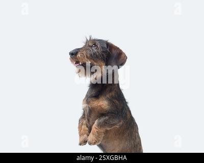 Porträt eines niedlichen Dachshund-Hundes, der auf seinen Hinterbeinen steht und nach oben blickt Stockfoto
