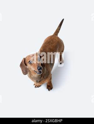 Porträt eines süßen glücklichen Hundes, der in die Kamera schaut, Dachshund-Rasse, isoliert auf weißem Hintergrund Stockfoto