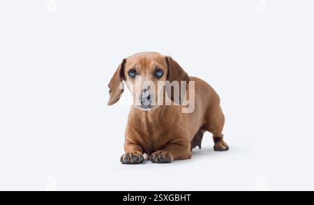 Porträt eines süßen glücklichen Dachshunds, der in die Kamera schaut, isoliert auf weißem Hintergrund Stockfoto