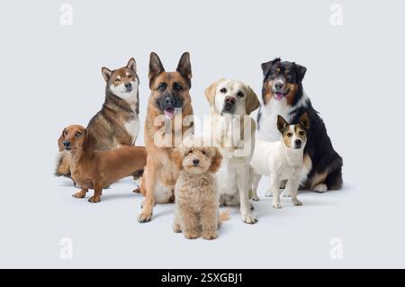 Gruppe von verschiedenen schönen Hunden, die zusammen in die Kamera schauen, Kopierraum Stockfoto