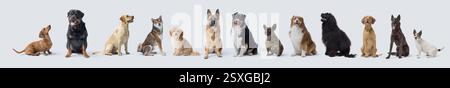Hunde verschiedener Rassen sitzen in einer Reihe, Ganzkörperporträts, weißer Hintergrund Stockfoto
