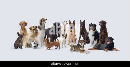 Große Gruppe von verschiedenen Hunden auf weißem Hintergrund, Haustierkonzept, Kopierraum Stockfoto