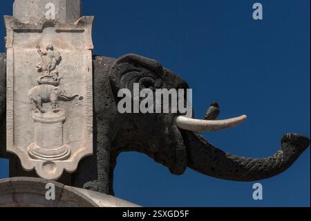 Eine Taube bestaunt die Piazza del Duomo in Catania, Sizilien, Italien, von einem bequemen Aussichtspunkt aus: Ein Stoßzähn von „u Liotru“, dem Elefanten aus schwarzem Basalt, der seit 1239 das Wahrzeichen der Stadt ist. Die Statue kann byzantinisch oder karthagisch sein und der Obelisk auf dem Rücken könnte aus dem alten Ägypten stammen; beide könnten den Zirkus des antiken römischen Catana dekoriert haben. Stockfoto